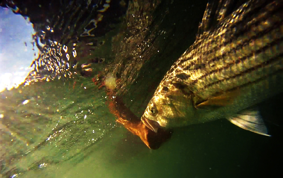 1 - GoPro - Striper Release #2