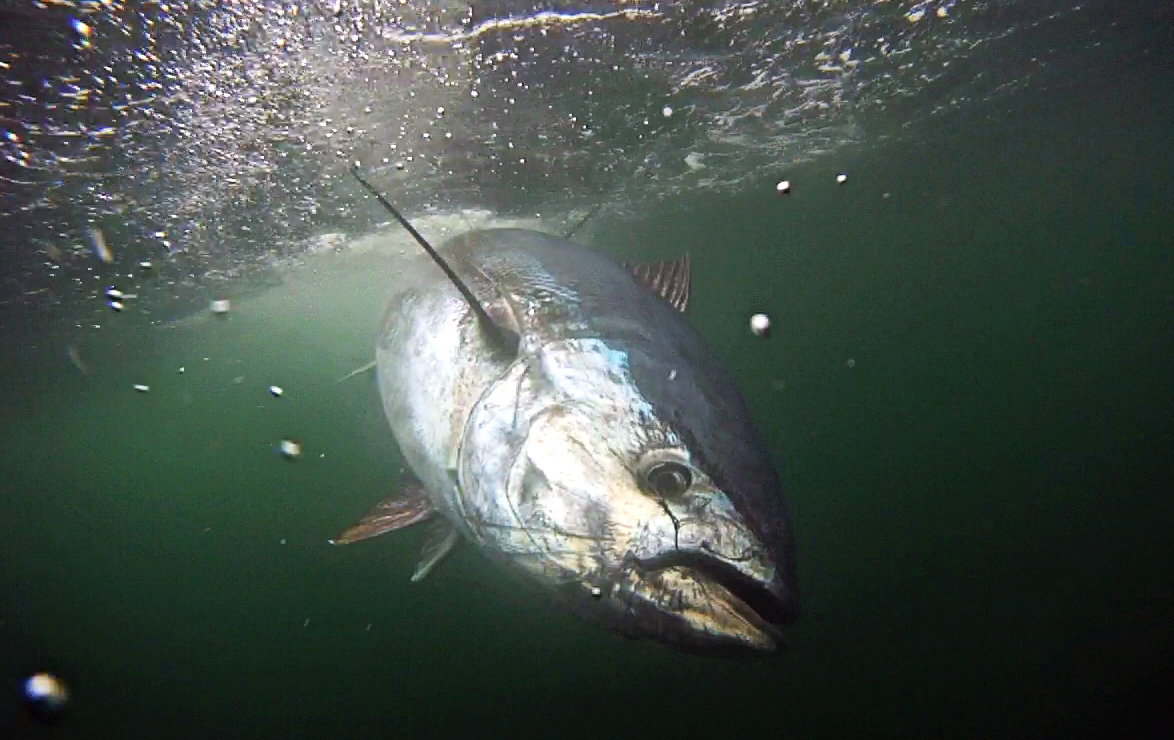 1 - GoPro - Tuna #4