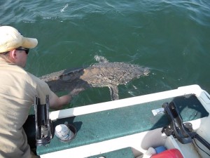 Mike Dumont shared a photo on Surfland's Facebook page of this  6 plus foot long Atlantic Sturgeon, caught, and released, at the mouth of Merrimack River last weekend.