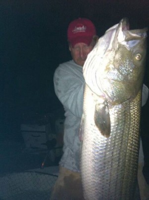 Greg Myerson has nearly done it again -- he caught this 73.75lb Striper late this week to challenge his own 81.88lb world record from 2011.