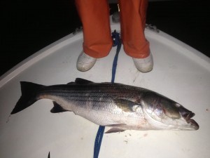 Jamie Simmons shared this photo of a 'Block Island slob' with us.