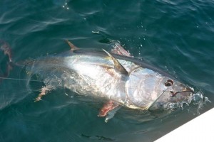 Capt. Bobby Rice of Reel Deal Charters had no problem pulling 50-60 inch tuna this week.