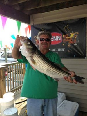 Capt. Tommy Leonardis bringing in a 29-inch Striper out of the back bays. Thanks to Two Chums Bait & Tackle Facebook page.