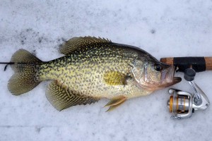 Slab crappie have been dominating the catches in central Connecticut.