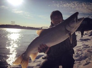This massive lake trout was caught from on the upper Niagara River this week.