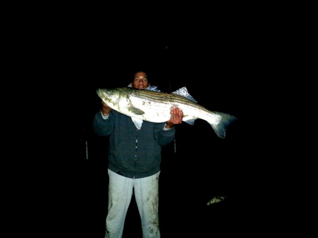 "There are still big bass in the canal!" wrote Eric Pires who sent in this photo of a big bass taken last Saturday. Eric was fishing chunked bunker and the stripers were so thick, he ran out of bait before the fish stopped biting. That's a great night for late October.