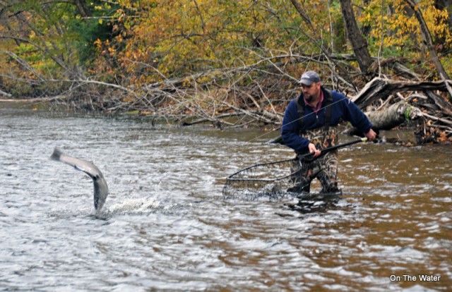 Steelhead aerial jumping