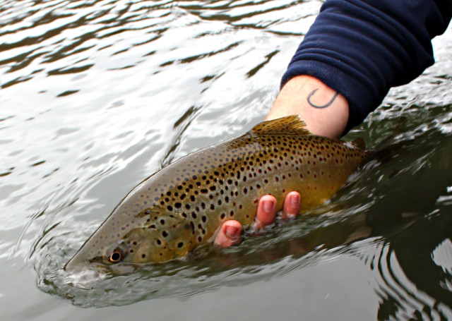 Upper Delaware brown trout average about 15 inches long, with plenty of 20-plus-inchers in the mix. Fish in excess of 23 inches are a definite possibility, even on dry flies.