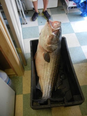 Rob Ferraro's 53.5lb striper, entered into the Striper Cup June 6th.