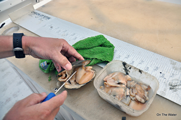 44 Fresh Clams Drum Bait