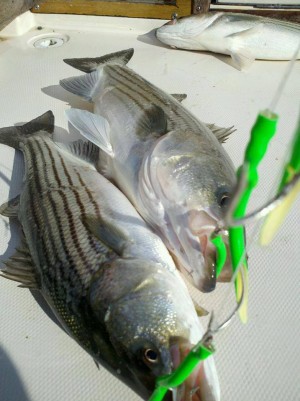 Charles Myers caught a trio of bass off Watch Hill last Sunday