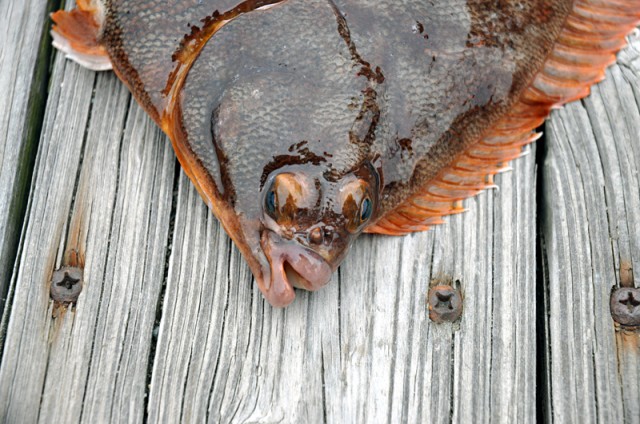 Blackback-Flounder