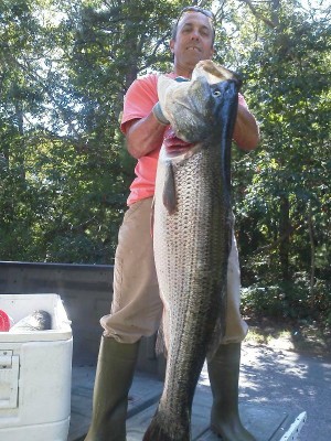Dave Ryan caught this 40-pounder last Sunday in Cape Cod Bay.