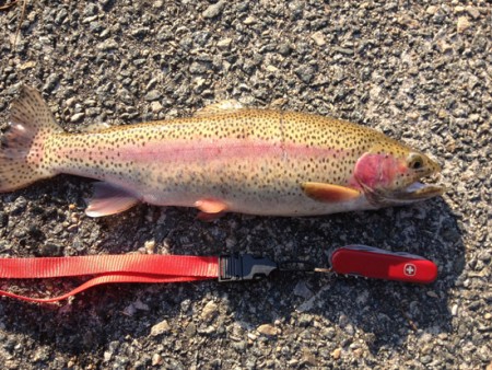 Colorful early morning rainbow.