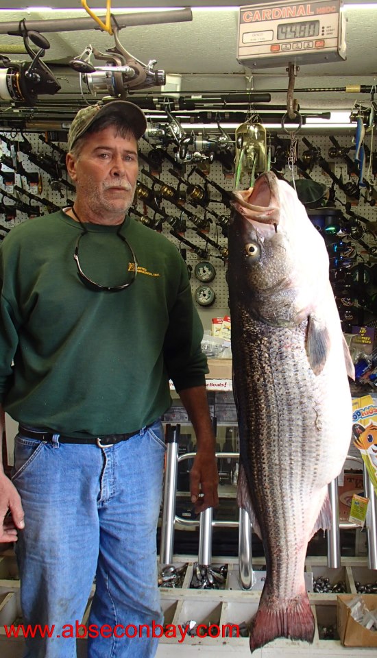 45 Pound New Jersey Striper