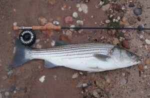 Angelo Peluso Striper on the Fly
