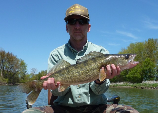 Fisheries Biologist Brian Chipman of Jericho, on a day off, with a nice walleye he caught in 2012 on the Winooski River.  Walleye fishing begins May 3 in most of Vermont.  Check regulations for exceptions.