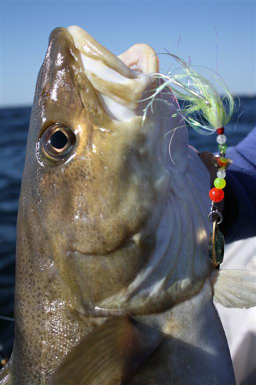 New York party boats are reporting good cod fishing.