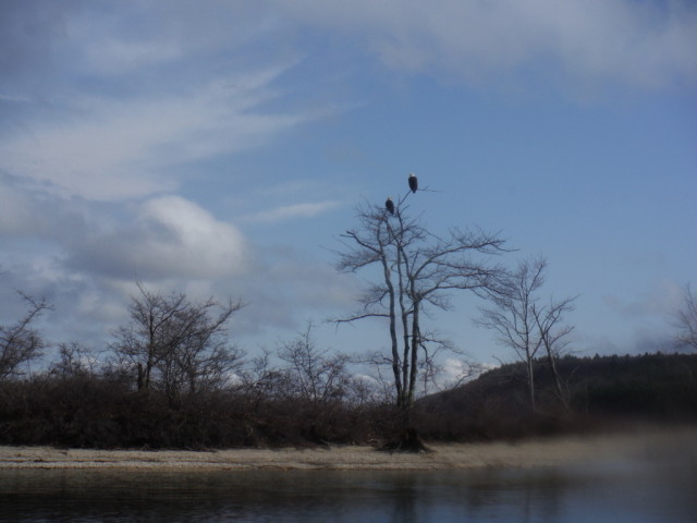 Loon and bald eagle sightings are common on the Quabbin, providing another reason to visit this reservoir. 