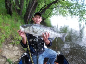 Anthony Laurin caught this striper drifting the upper Merrimack River with a Slug-Go on a 1-ounce jighead. 