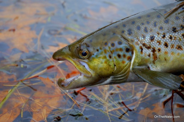 Falling Leaves and spawning Landlocked Salmon are the signs of autumn on Wachusett. 