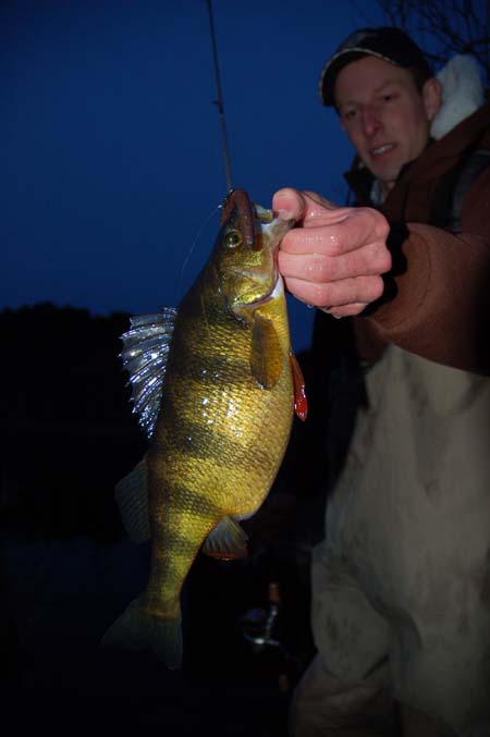 Kevin Blinkoff with a monster yellow perch that is chock full of eggs.