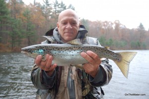A big female salmon with a bright blue gillplate. 