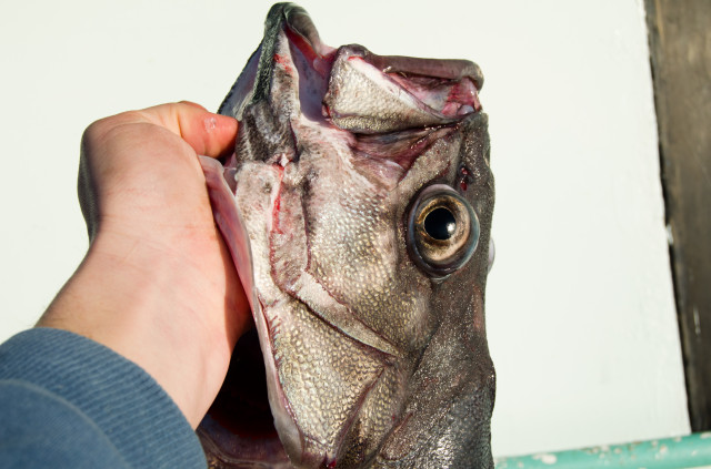 Wreckfish have huge eyes that help them see in the near-darkness of the deep ocean. 