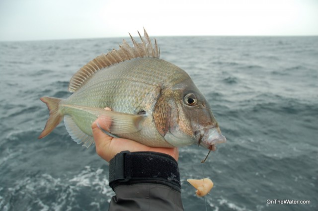 Platter-sized porgies were the norm, and outnumbered sea bass 4 to 1. 
