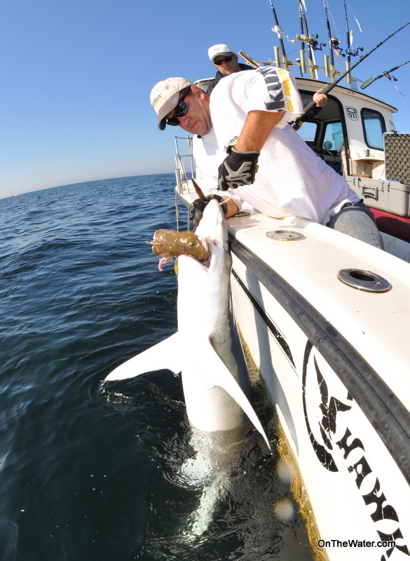 Blue Shark Massachusetts Blue Shark fishing Massachusetts