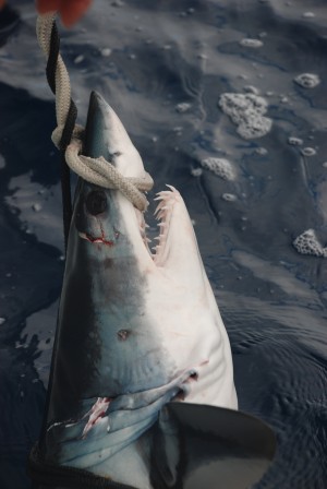 Overnight guys have been doing pretty well in the mako department. Here is a pic of one from last year on Good Karma just before the sun went down.