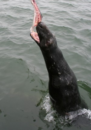 Gray Seal