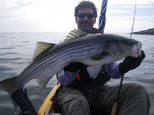 George DeFranca caught this 44" striper on tube and worm right after his wife caught a 40" fish off Manchester, MA.
