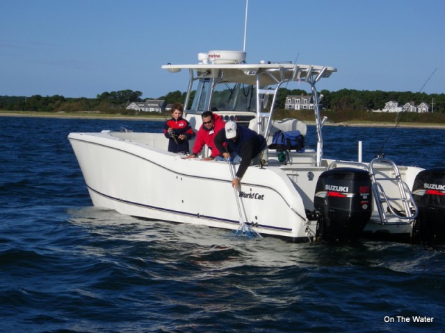 Cape Cod False Albacore Fighting