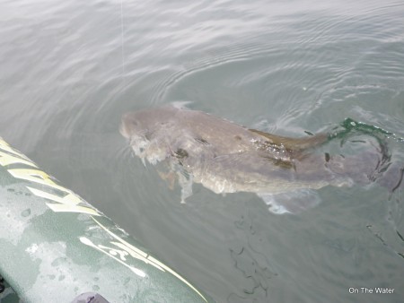 Dunking shiners is a surefire way to catch some big largemouths right now. 