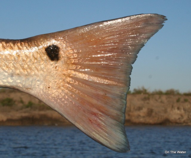 Red Drum Tail Spot Tailspot