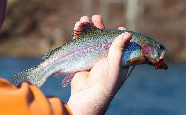This is my go-to technique to catch stocked Trout! You can substitute , Trout Fishing
