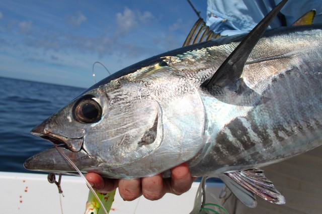 On The Water's Andy Nabreski snapped this photo of a small Bluefin Tuna while fishing south of the Vineyard this week.
