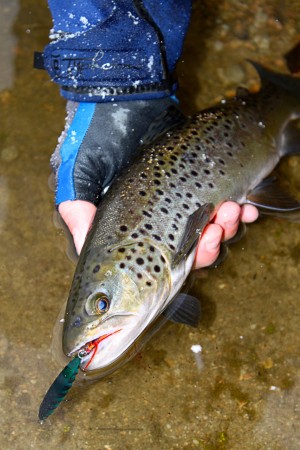 The author's brown trout taken in an Upper Cape pond on Tuesday afternoon.