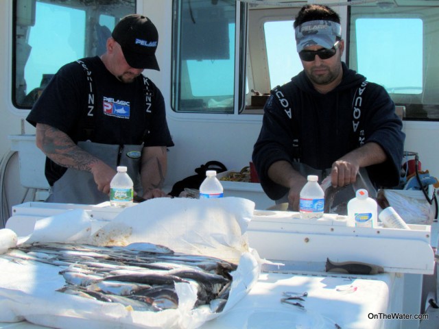 Prepping baits for giant bluefin tuna