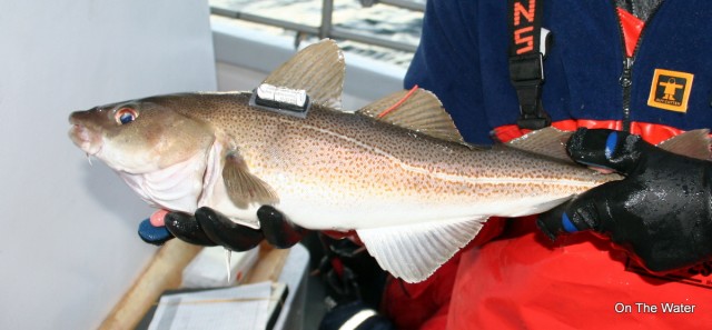 cod fishing block island rhode island codfish