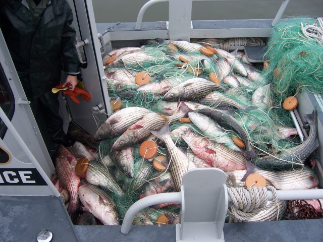 Maryland DNR photo shows confiscated striped bass taken in an illegal gill net.