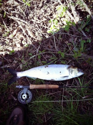 Massachusetts Shad Fishing