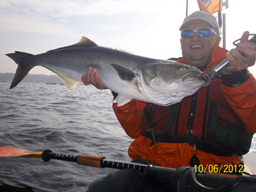Konrad Maitkowski remembers the fishing season of 2012 by sending in this shot of a nice 38-Inch Bluefish caught from a kayak.