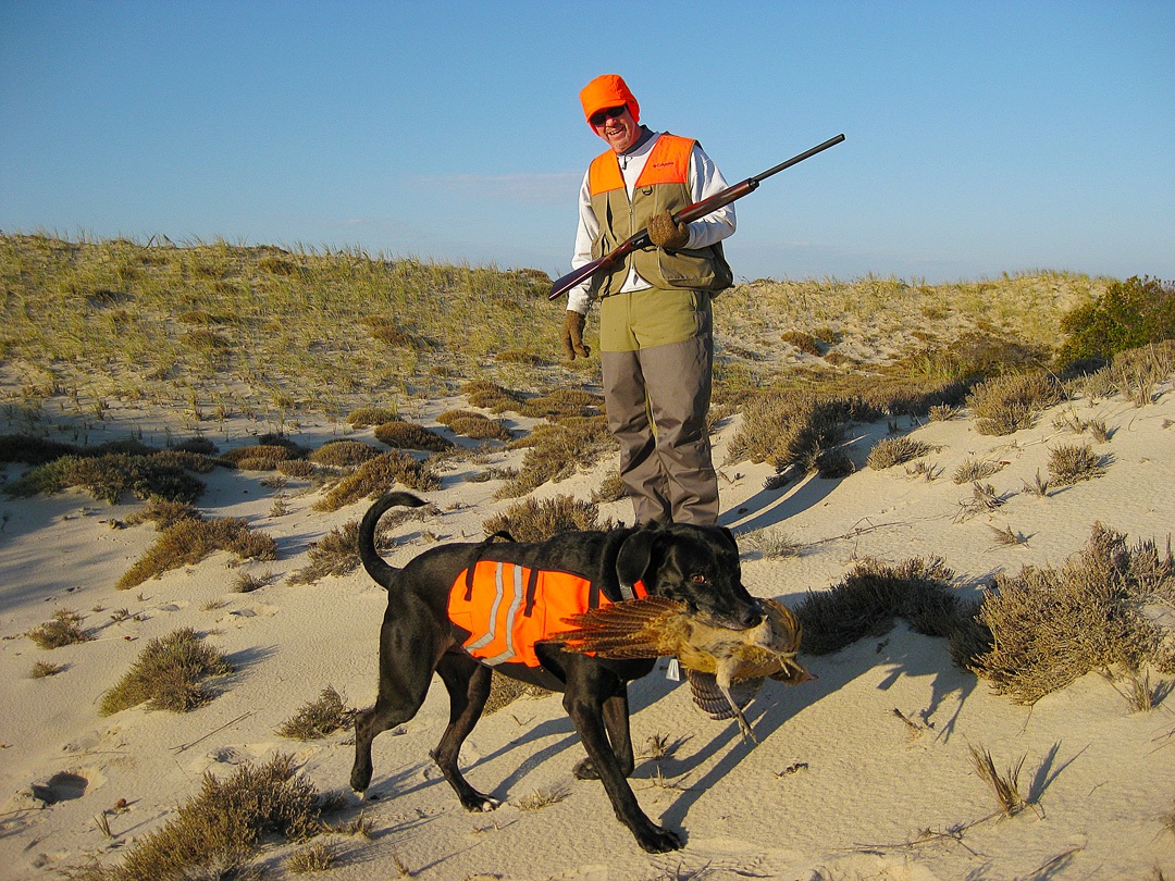 Pheasant hunting in the dunes at Sandy Neck, Sandwich, MA.