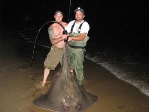 Angler Roy Leyva (right) shared this photo of a massive roughtail stingray caught off a Cape Cod beach. Many more even larger stingrays visit the waters of the Northeast each summer.