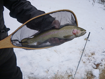 OTW Sales Rep Ryan Bibeau and a friend hit Peter&rsquo;s Pond on New Year&rsquo;s Day. The duo used PowerBait to fool this rainbow and two others.