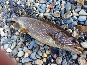 Wachusett Lake Trout Fishing