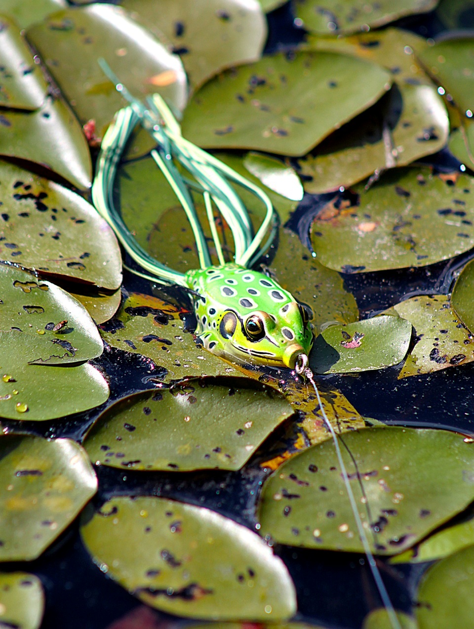 Working the pads for big summer bass.