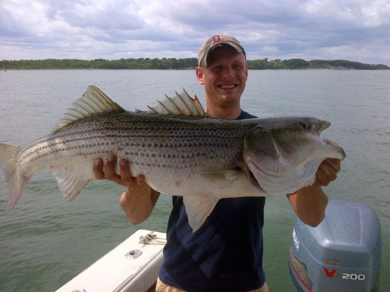 pugnose striped bass pugnose striped bass